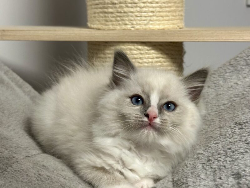 kocięta Ragdoll - rodowód FPL, kastracja w hodowli