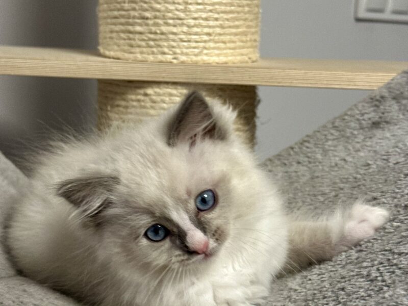 kocięta Ragdoll - rodowód FPL, kastracja w hodowli