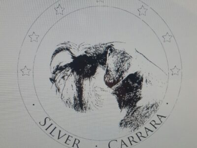 Sznaucer miniaturowy pieprz-sól