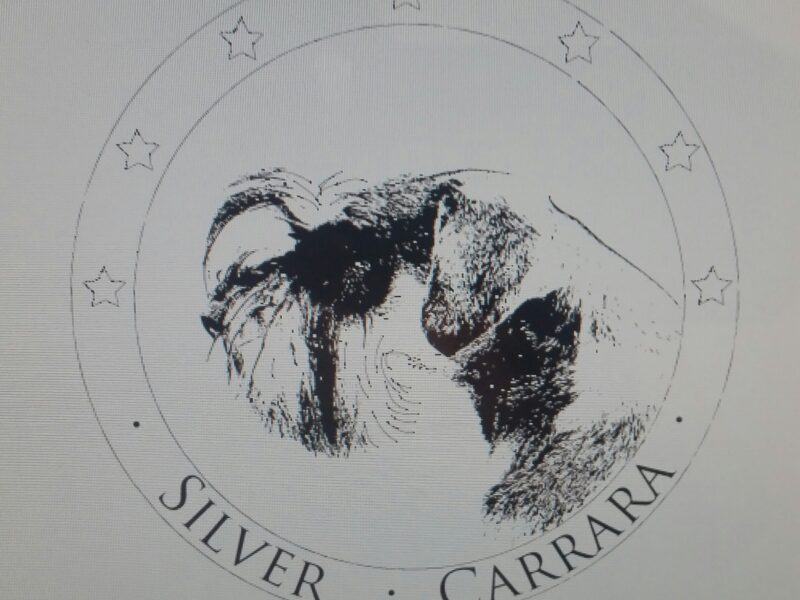 Sznaucer miniaturowy pieprz-sól