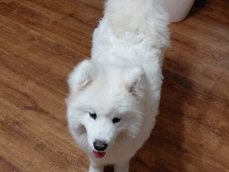 Samczyk po Championie Polski