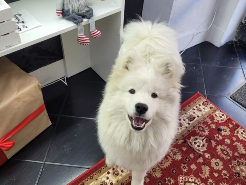 Samczyk po Championie Polski