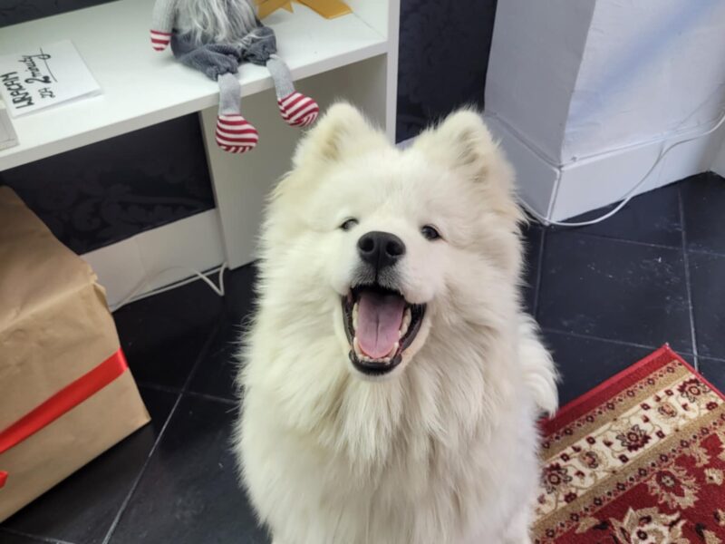 Samczyk po Championie Polski