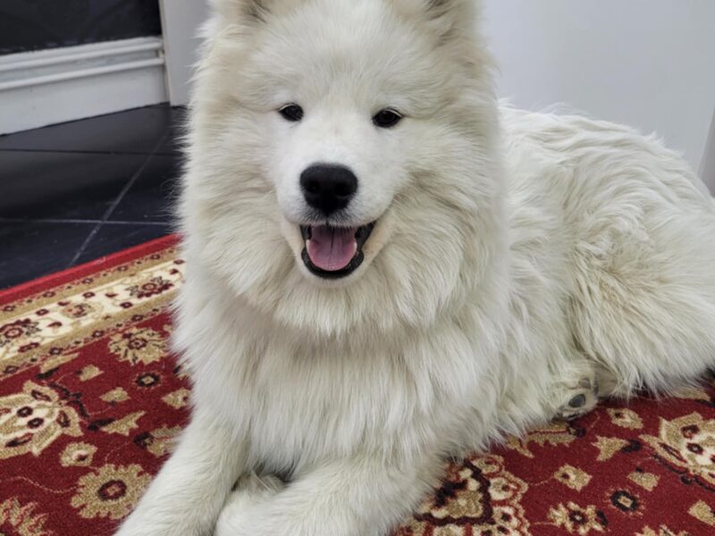 Samczyk po Championie Polski