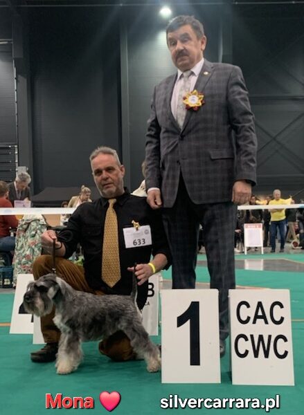 Sznaucer miniaturowy pieprz-sól