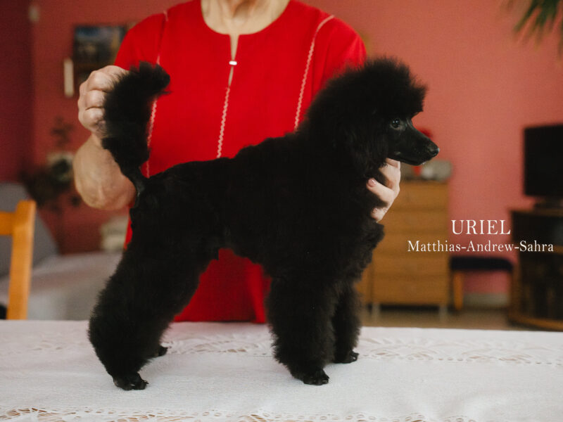 Pudel miniaturowy czarny piesek FCI