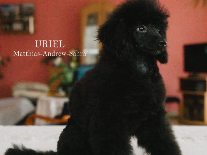 Pudel miniaturowy czarny piesek FCI