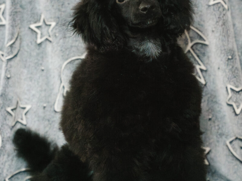 Pudel miniaturowy czarny piesek FCI