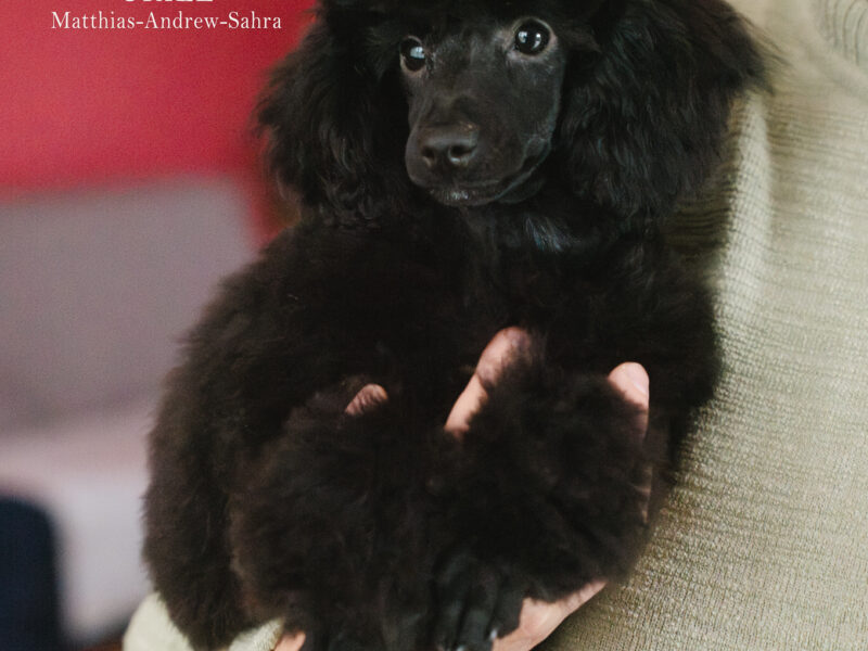 Pudel miniaturowy czarny piesek FCI