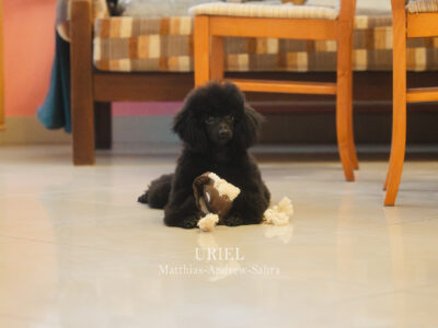 Pudel miniaturowy czarny piesek FCI