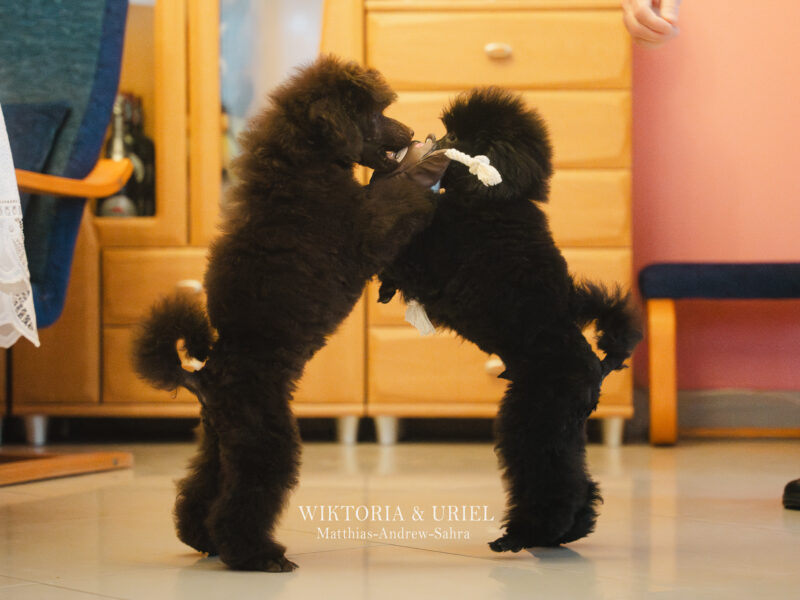 Pudel miniaturowy czarny piesek FCI