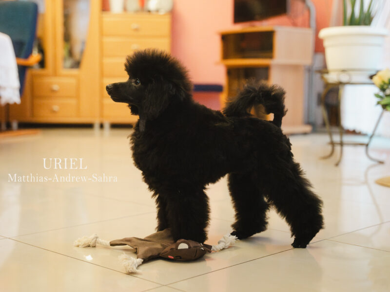 Pudel miniaturowy czarny piesek FCI