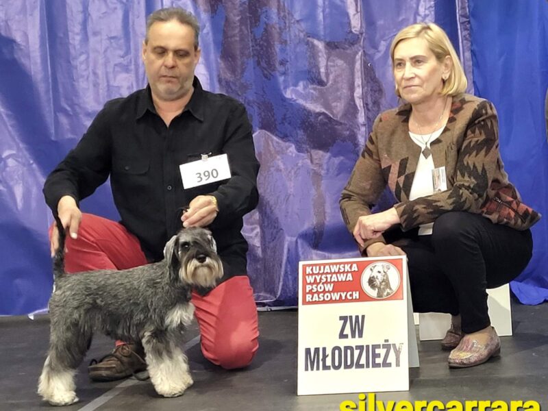 Sznaucer miniaturowy pieprz-sól