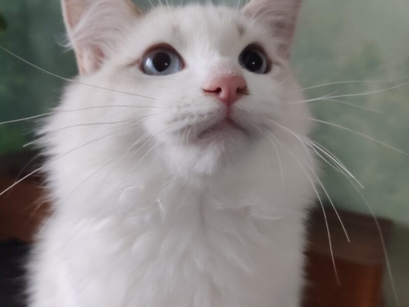 Ulian Dumka PL cudowny kocurek syberyjski neva masquerade