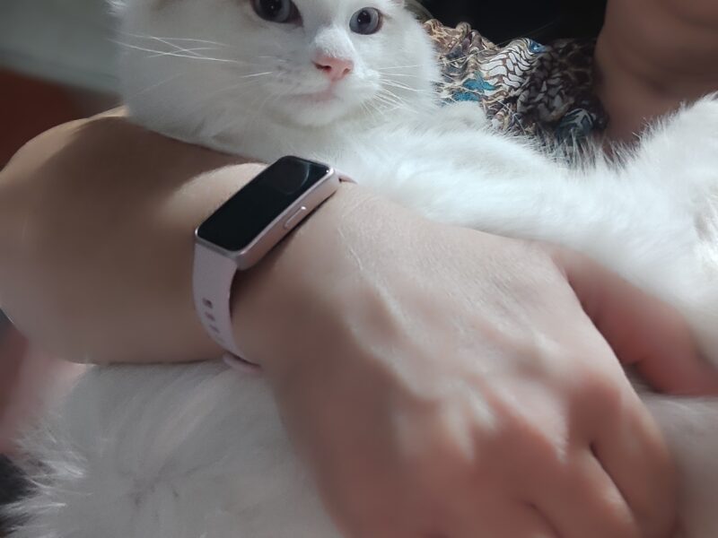 Ulian Dumka PL cudowny kocurek syberyjski neva masquerade