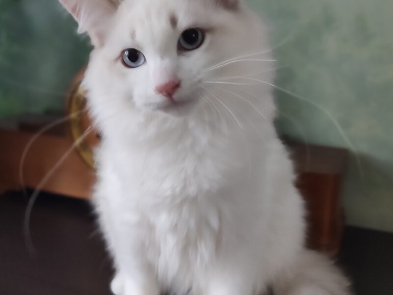 Ulian Dumka PL cudowny kocurek syberyjski neva masquerade