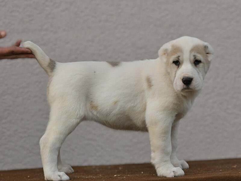 Owczarek Środkowoazjatycki – szczenięta najwyższej jakości