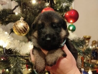 Owczarek Niemiecki Krótkowłosy