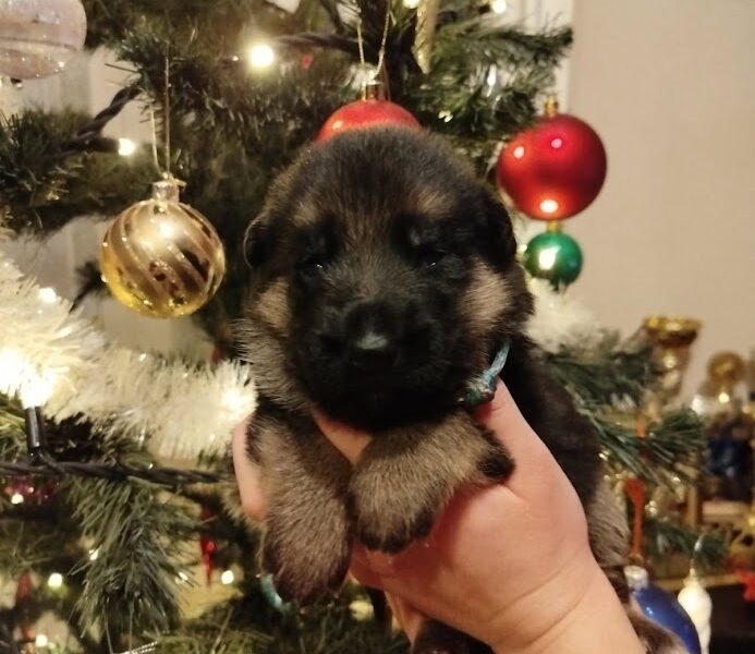 Owczarek Niemiecki Krótkowłosy