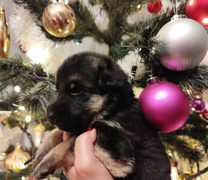 Owczarek Niemiecki Krótkowłosy