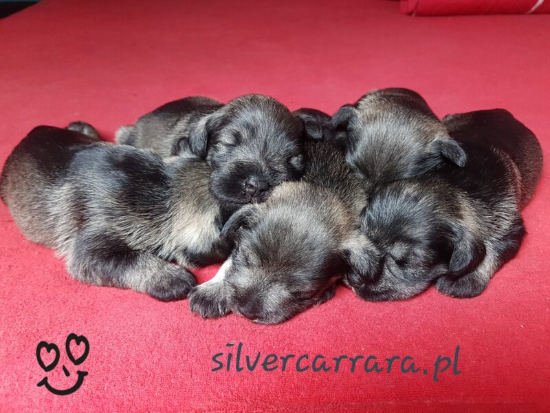 Sznaucer miniaturowy pieprz-sól