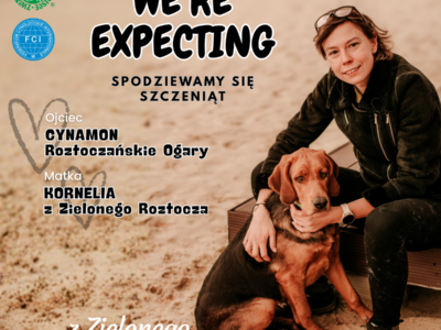 Zapowiedź miotu ogara polskiego