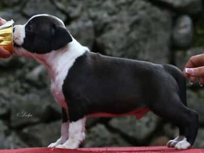 Amerykański staffordshire terrier – piękne szczenięta