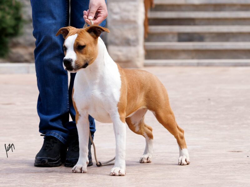 Amerykański staffordshire terrier – piękne szczenięta
