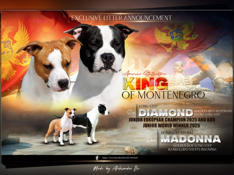 Amerykański staffordshire terrier – piękne szczenięta