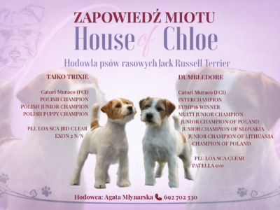 Szczenięta JRT szorstowłose