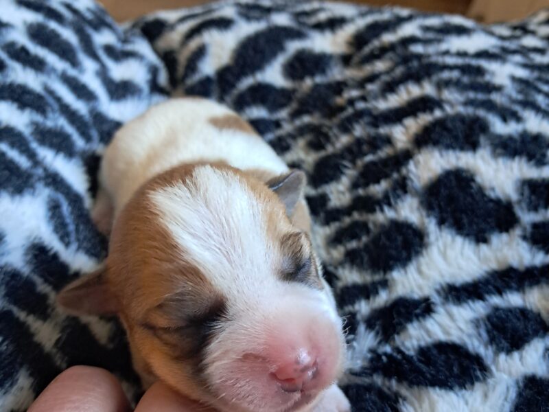 Szczenięta JRT szorstowłose