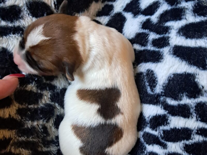 Szczenięta JRT szorstowłose