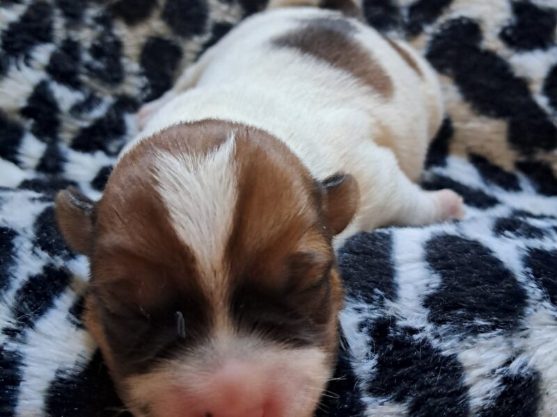 Szczenięta JRT szorstowłose