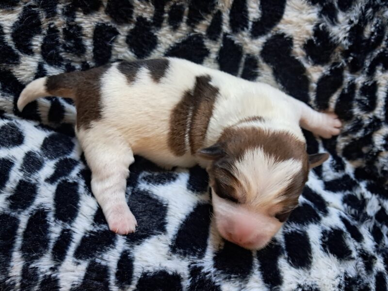 Szczenięta JRT szorstowłose