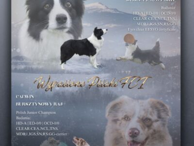 Szczeniak piesek czarno-biały border collie ZKWP FCI