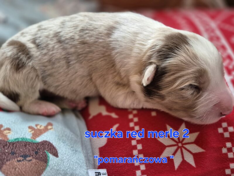Szczeniak suczka red merle border collie ZKWP FCI