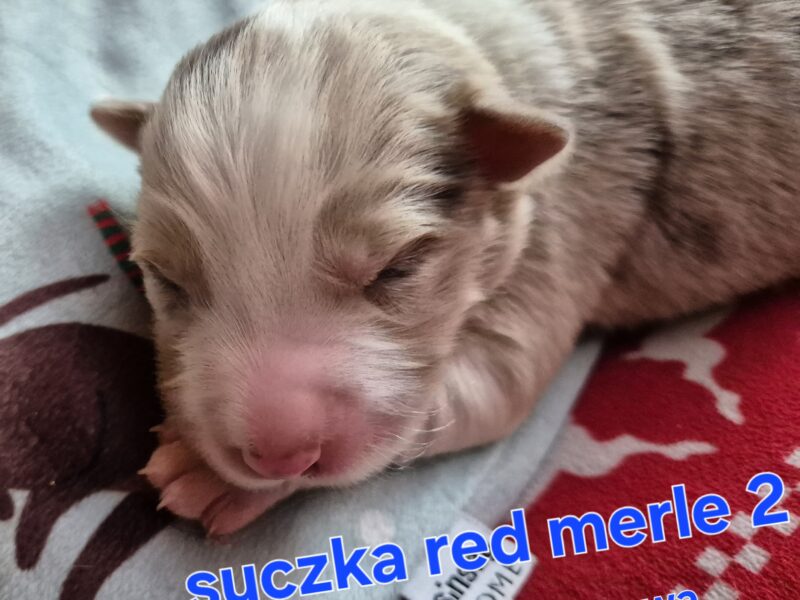 Szczeniak suczka red merle border collie ZKWP FCI