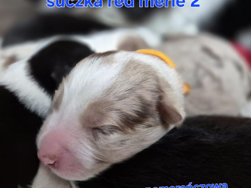 Szczeniak suczka red merle border collie ZKWP FCI
