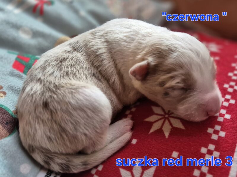 Szczeniak suczka red merle border collie ZKWP FCI