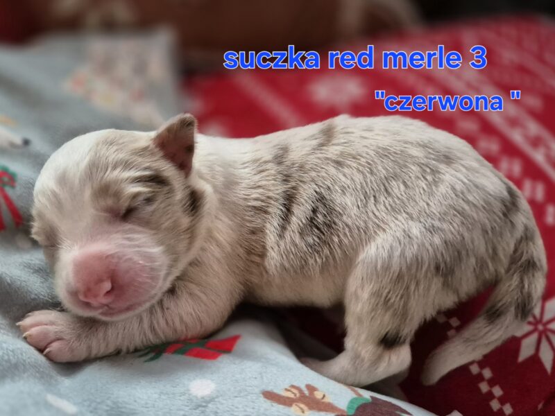 Szczeniak suczka red merle border collie ZKWP FCI