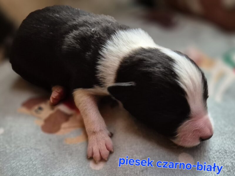 Szczeniak piesek czarno-biały border collie ZKWP FCI