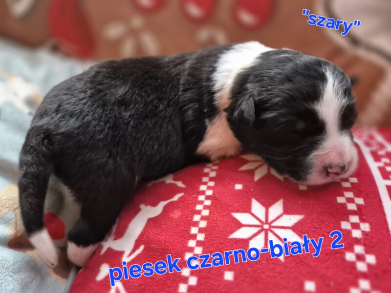 Szczeniak piesek czarno-biały border collie ZKWP FCI