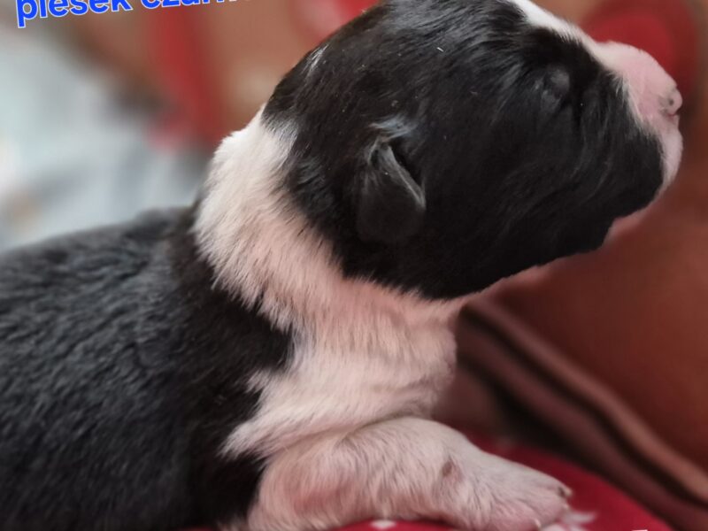 Szczeniak piesek czarno-biały border collie ZKWP FCI