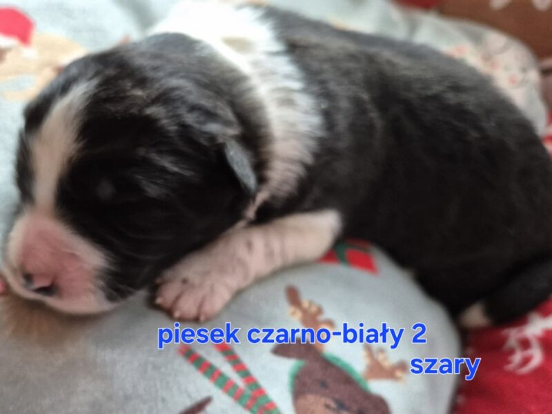 Szczeniak piesek czarno-biały border collie ZKWP FCI