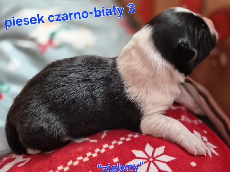 Szczeniak piesek czarno-biały border collie ZKWP FCI