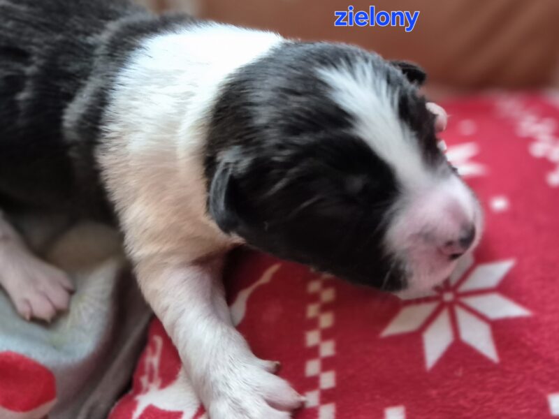 Szczeniak piesek czarno-biały border collie ZKWP FCI