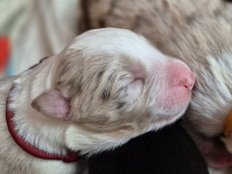 Szczeniak suczka red merle border collie ZKWP FCI