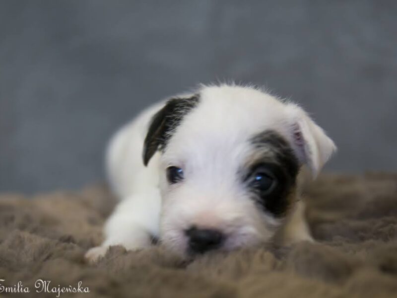 Parson Russell Terrier