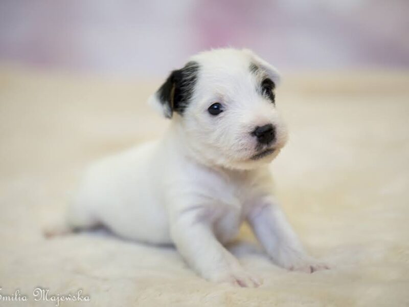 Parson Russell Terrier