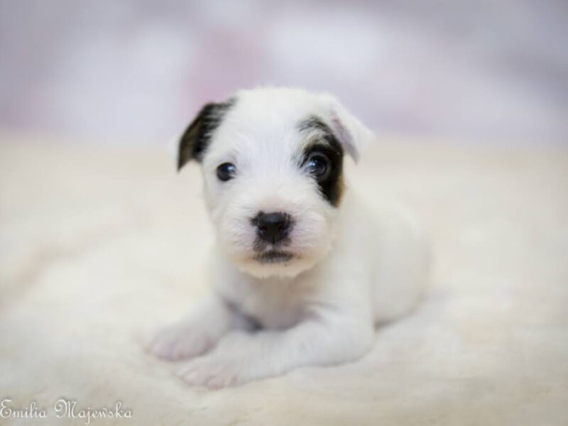 Parson Russell Terrier